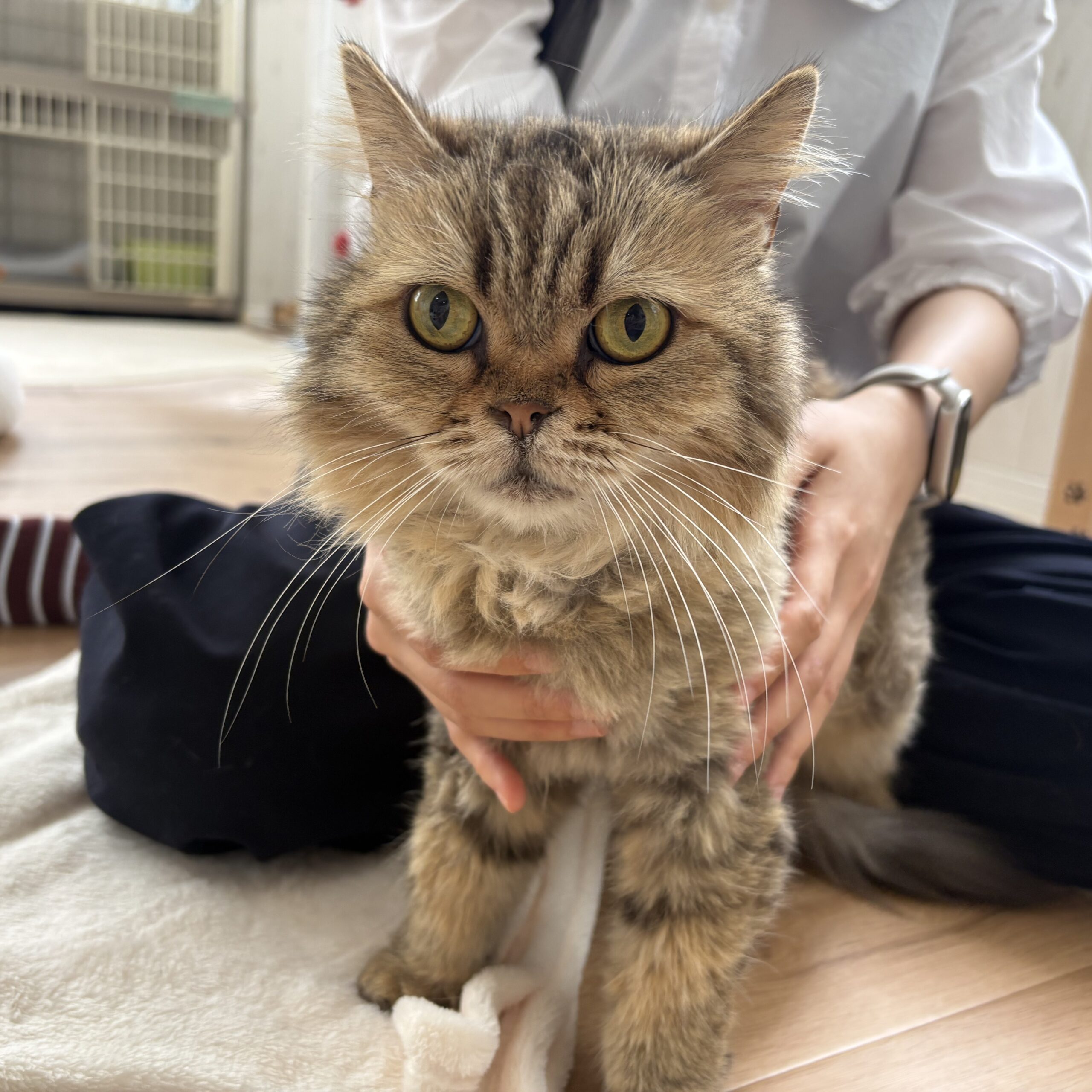 桜木町店 | 猫カフェれおん&にゃんくるグループ総合サイト