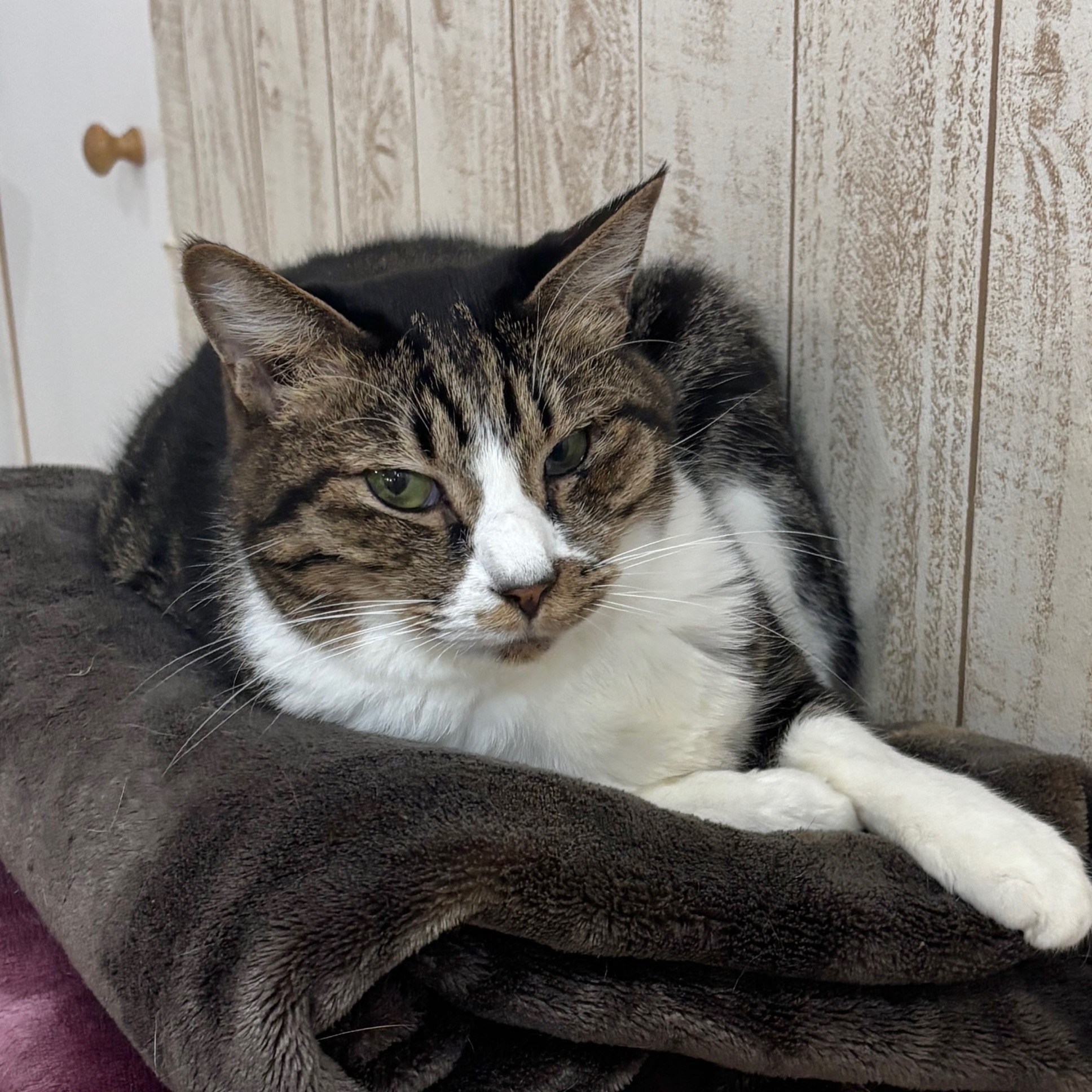 猫 カフェ にゃん くる 蒲田 店